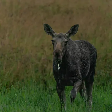 Superior Ocean View Lofoten * Ballstad