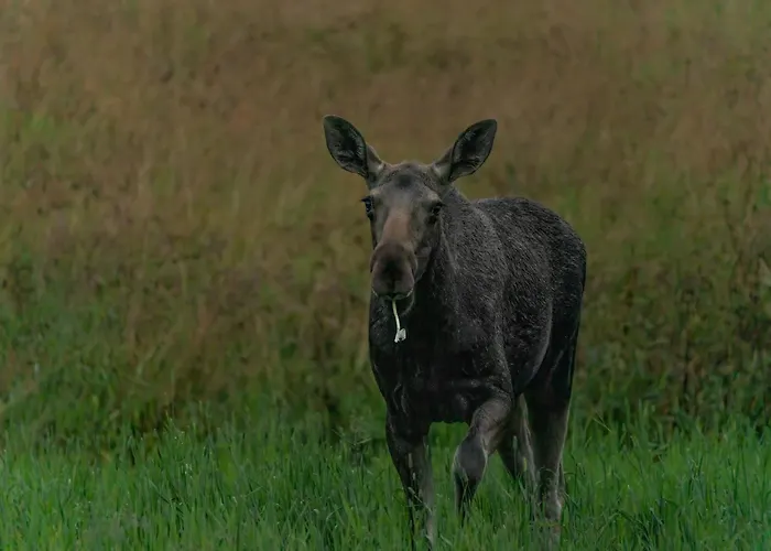 Superior Ocean View Lofoten * Ballstad